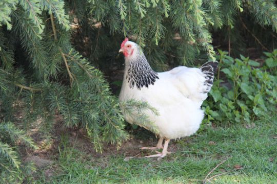 Ferme de Romecrot - Argent-sur-Sauldre - Les autres animaux de la ferme