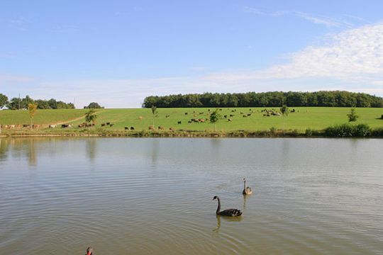 Ferme de Romecrot - Argent-sur-Sauldre - Les chèvres