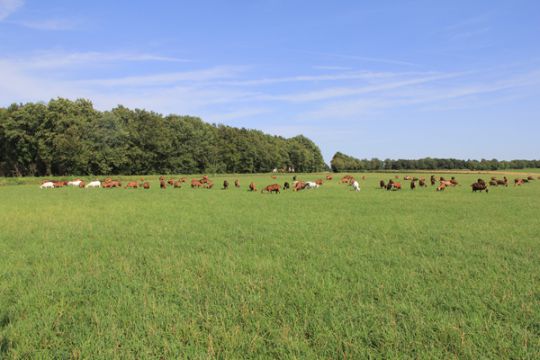 Ferme de Romecrot - Argent-sur-Sauldre - Les chèvres
