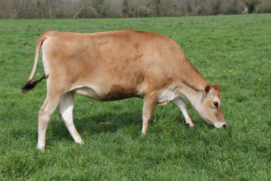 Ferme de Romecrot - Argent-sur-Sauldre - Les vaches